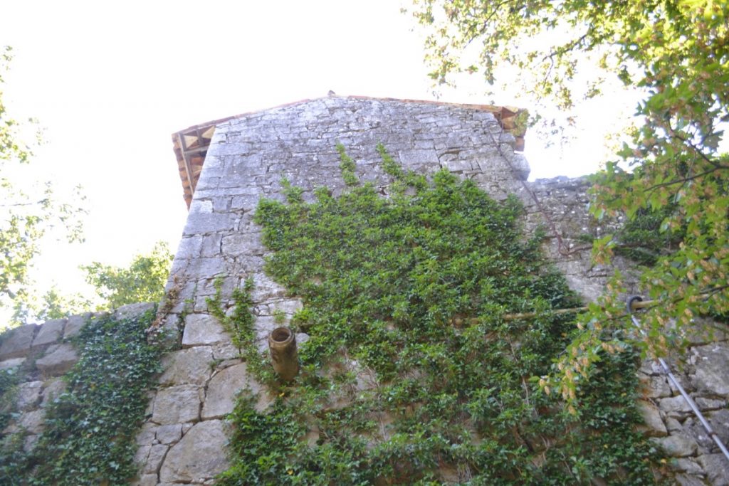 Muro coperto di rampicanti sulla rocca di Monrupino